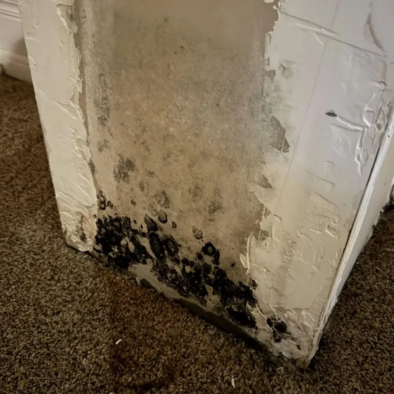 Professional Mold Removal in Delaware County, IA